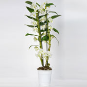 Dendrobium Orqudea - Blanca